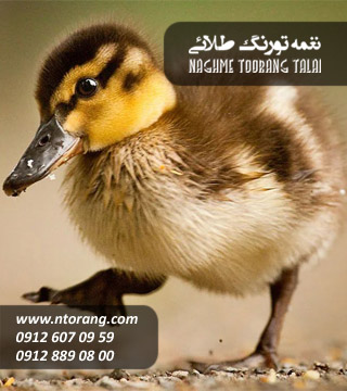 فروش جوجه اردک صغیر
